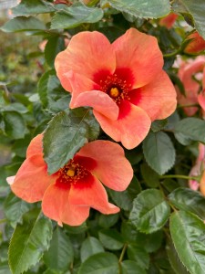 LOOKING UP (climber)